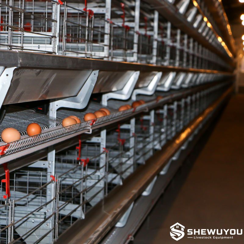 layer cage system with automatic egg collection