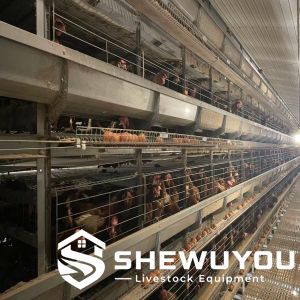 automatic H-type layer cage system