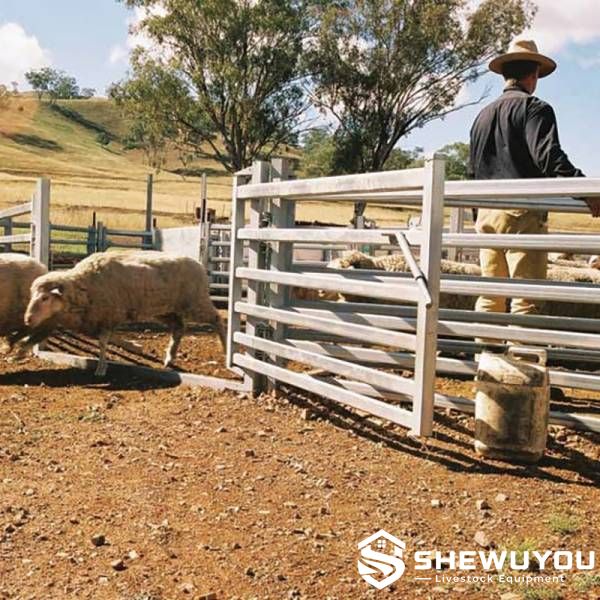 sheep yard panel and gate system