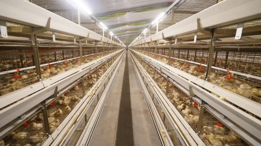H-type broiler cage system for commercial poultry farms