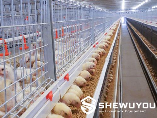 Multi-tier broiler cage system with automatic feeding