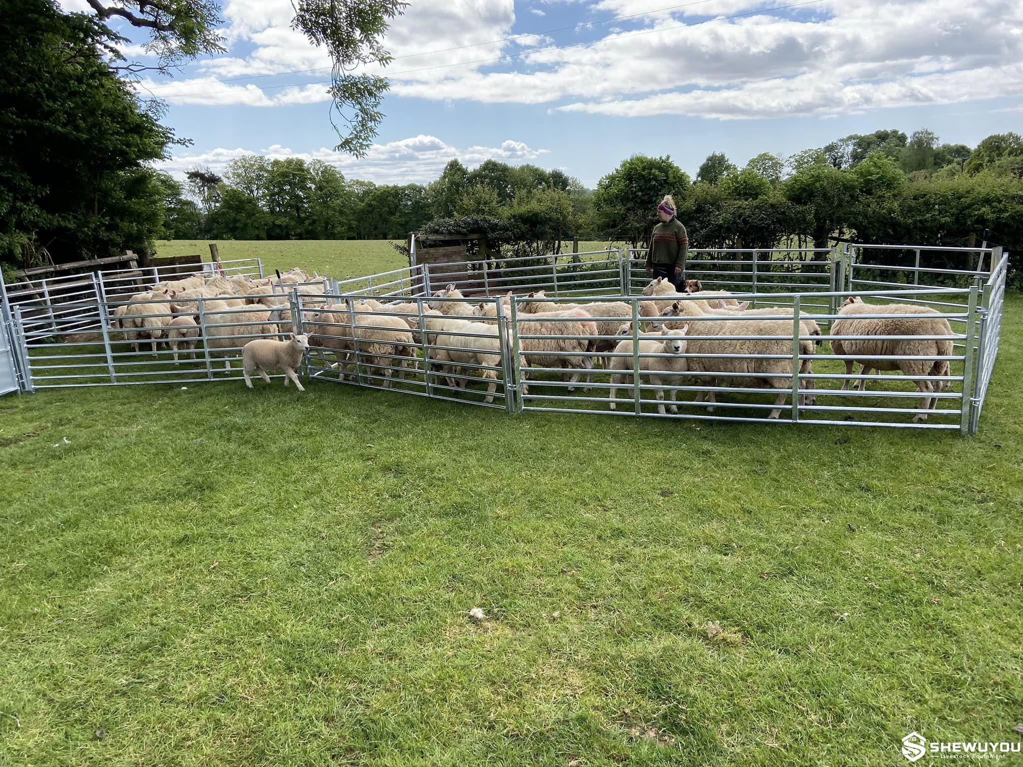 galvanized sheep handling panels in livestock yard