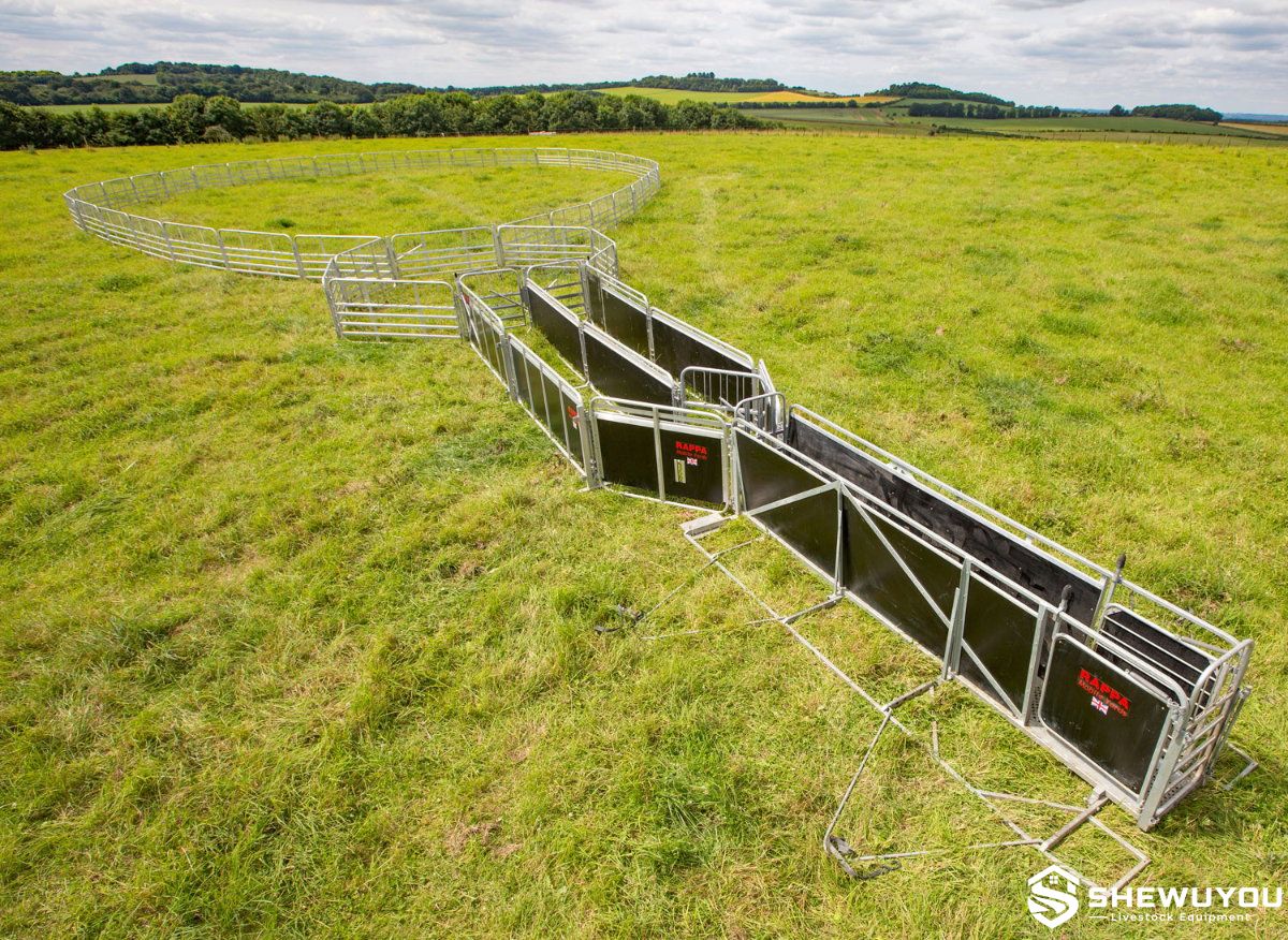 modular sheep handling yard race