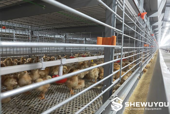 Fully automatic chick cage system for commercial poultry farming