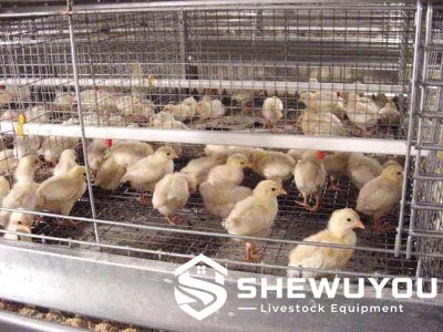 H-type chick rearing cage system