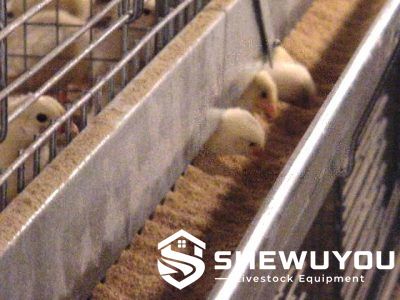 Commercial chick rearing cage system