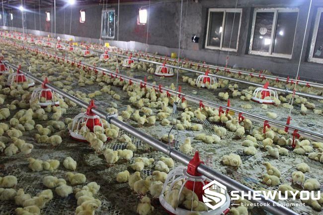 Commercial Broiler House Automatic Pan Feeding Lines