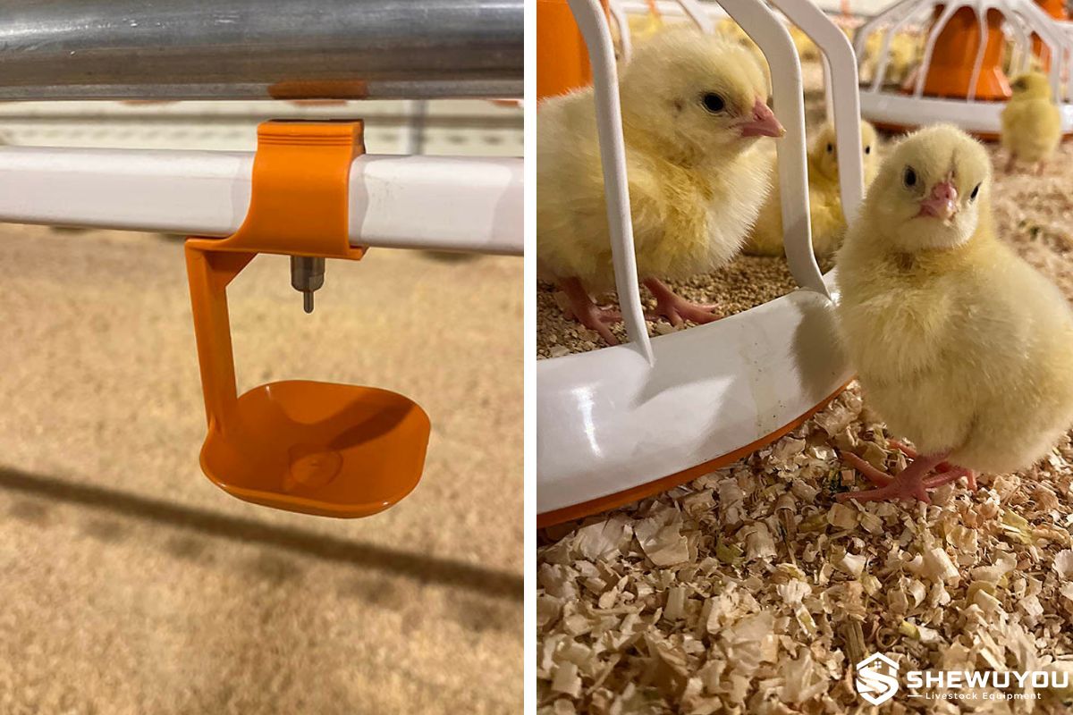 Broiler Chicks with Automatic Pan Feeding System