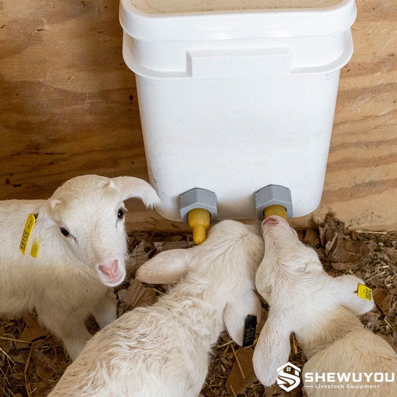 lambs feeding from bucket with latex teats