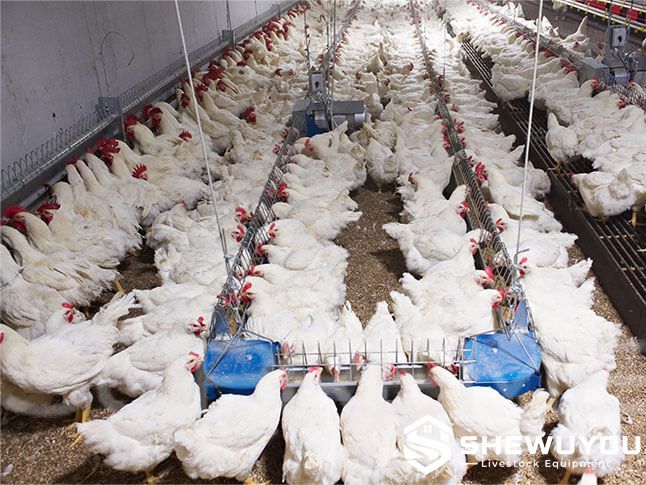 automatic chain feeding system for broiler breeder farm