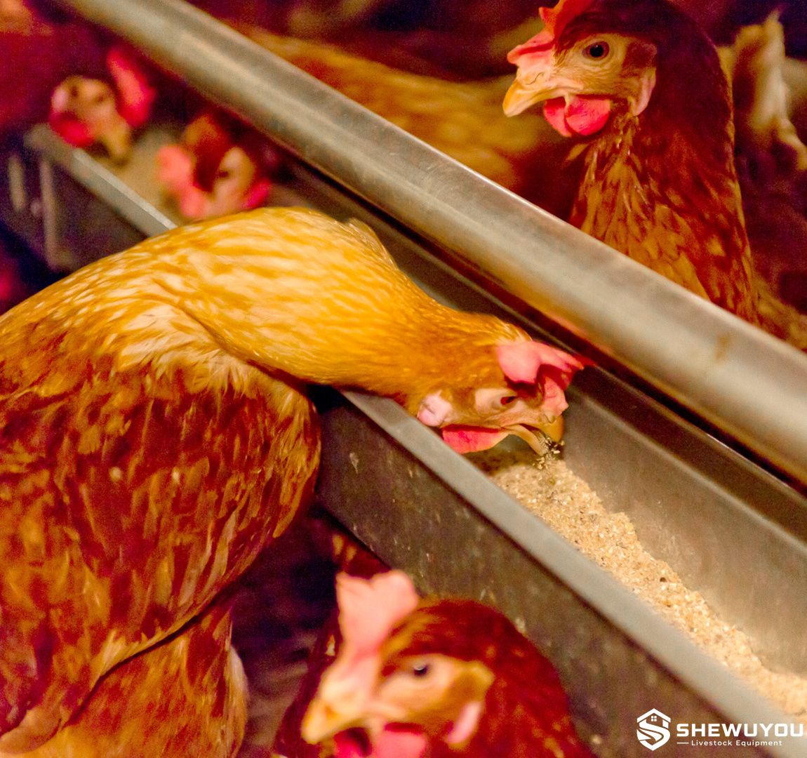 Poultry Breeder Trough Feeding System Application