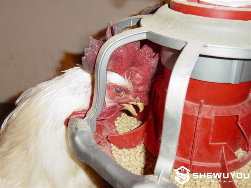 automatic rooster pan feeder for broiler breeders