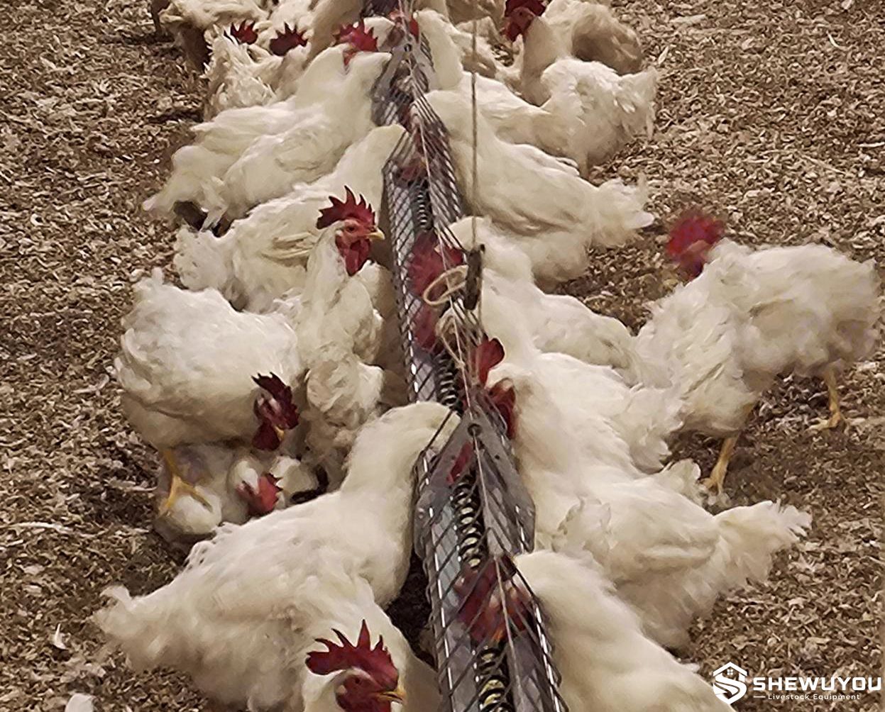 commercial male broiler breeder feeding system