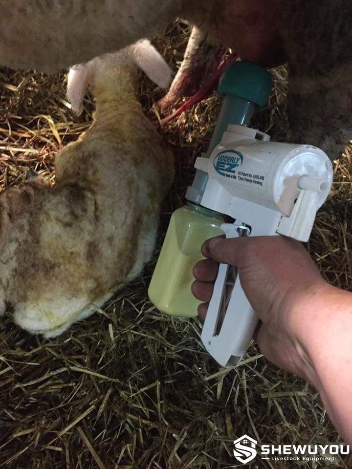 ewe colostrum collection with manual sheep milk pump