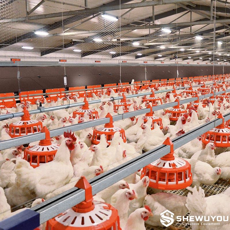 broiler breeder chain and pan feeding system
