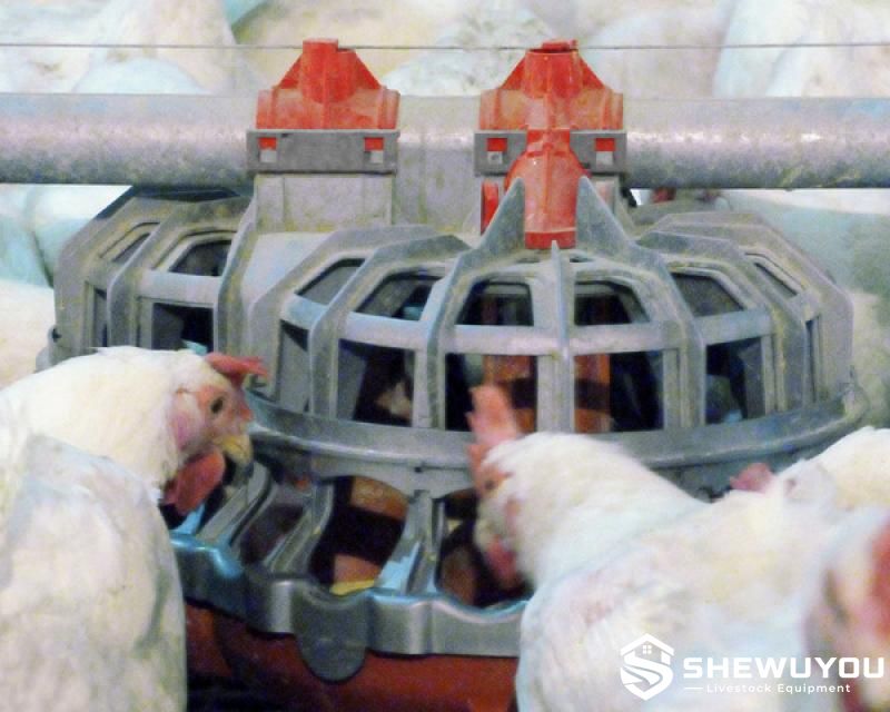 Broiler Breeder Pan Feeding System Application