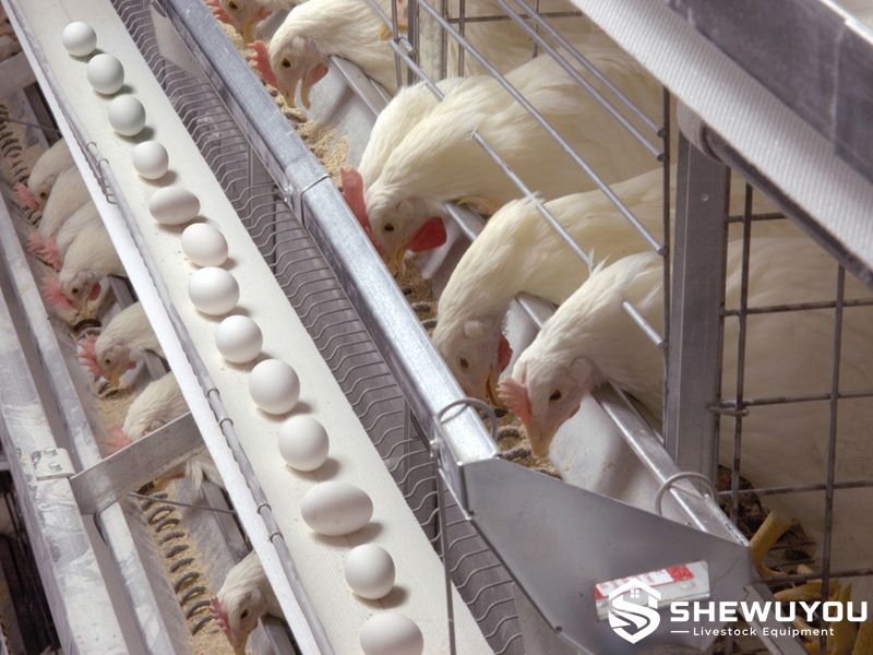 automatic layer trough feeding system