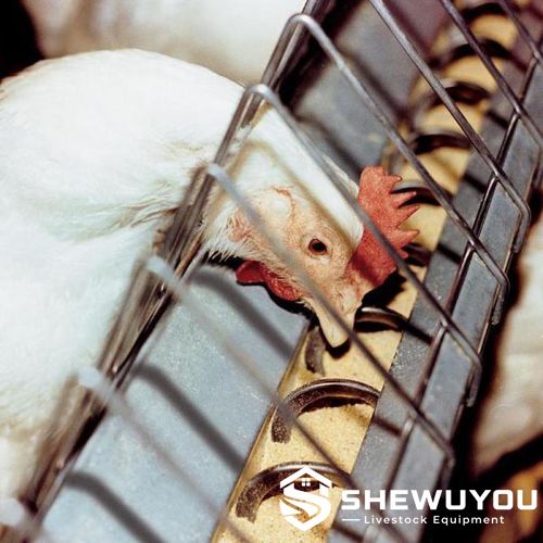 commercial poultry trough feeder with auger