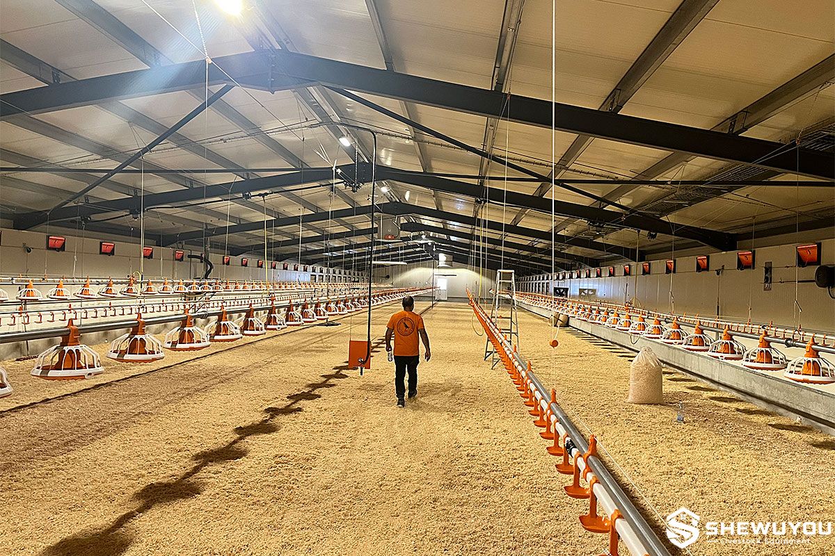 Automatic Poultry Feeding Line Equipment