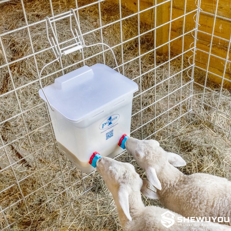 lambs drinking from transparent feeding bucket