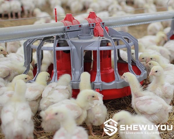 Pullet Feeder Pan for Breeder Poultry