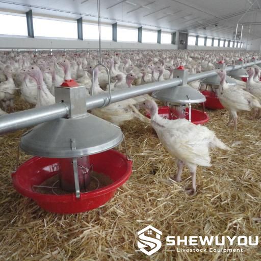 automatic turkey feeding line in poultry house