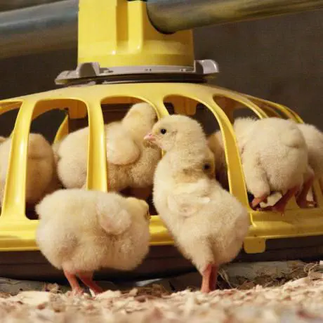 Chick Feeder Pan in Poultry Rearing House