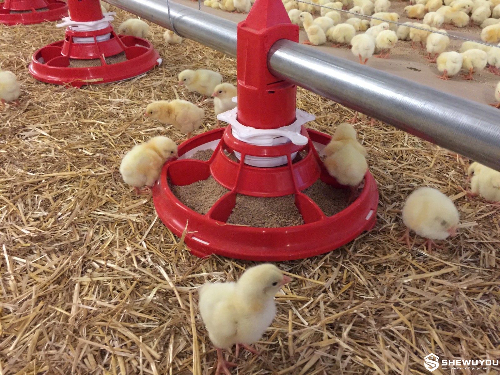 Automatic Poultry Feeder Pan with Young Chicks
