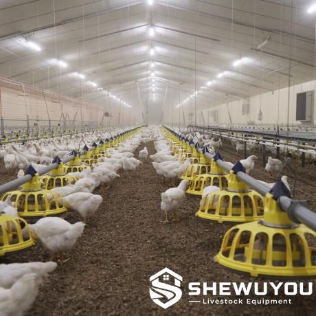Automatic Chick Pan Feeding System Installation