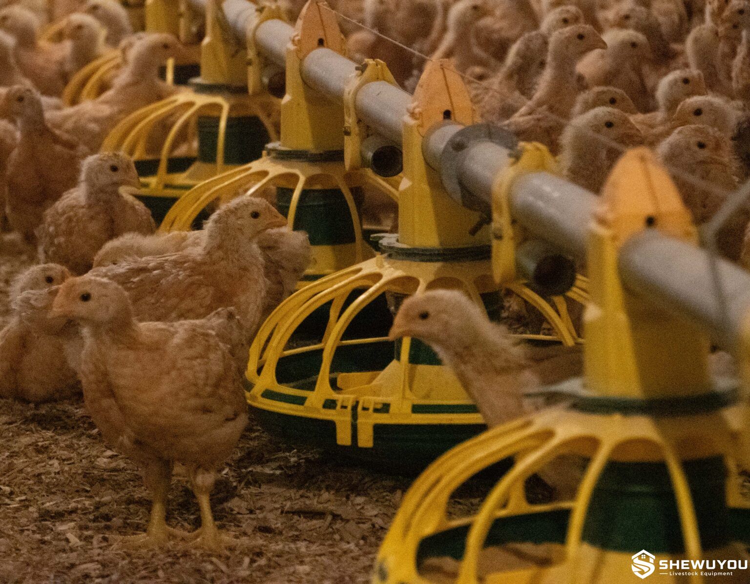 plastic poultry feeder pan in broiler house