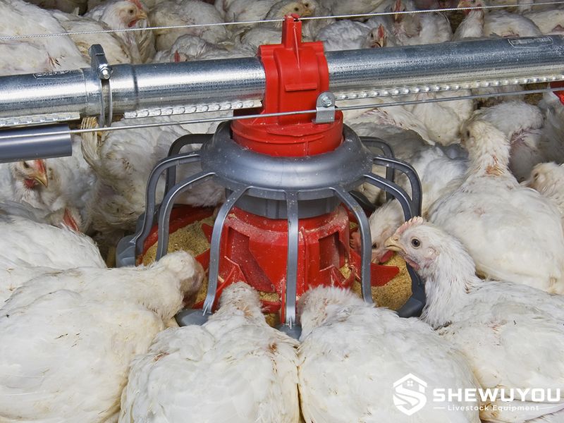 automatic poultry feeder pan feeding broilers