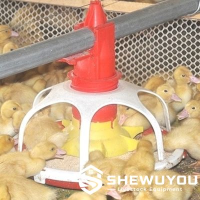 Automatic Duck Feeder Pan with Ducklings