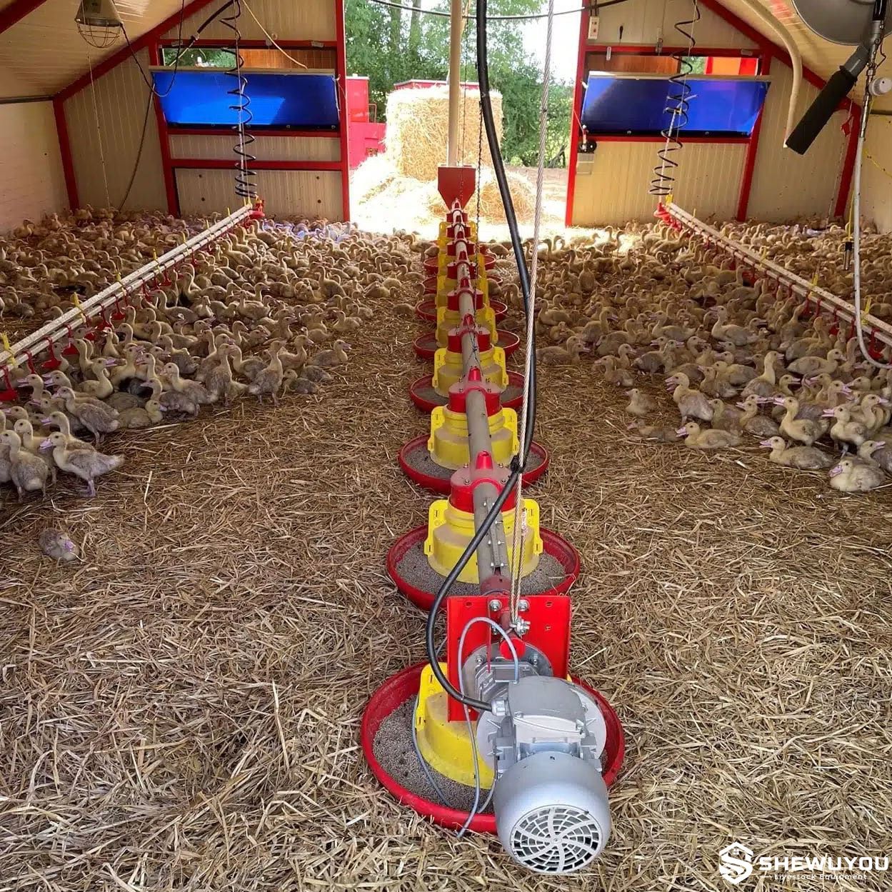 Duck Pan Feeding System in Commercial Poultry House