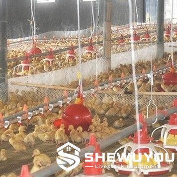 Automatic Duck Feeding Line Installation