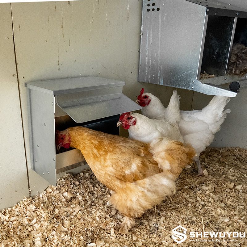 Galvanized Poultry Feeder Installed in Chicken House
