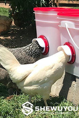 chickens using multi-port poultry feeder