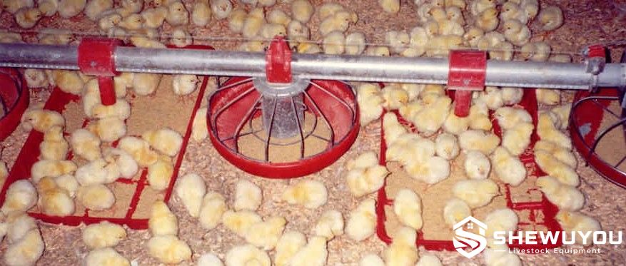 chick starter feed trays in poultry brooding house