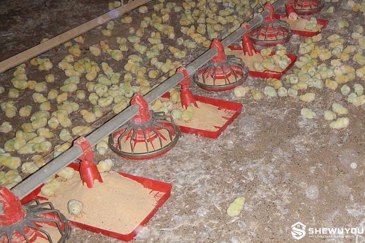 chick feed trays used in commercial poultry brooding house