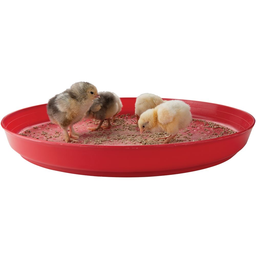 Chicks Feeding from Plastic Chick Tray