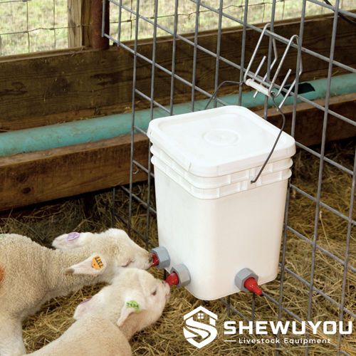 2-teat lamb feeding bucket in livestock pen