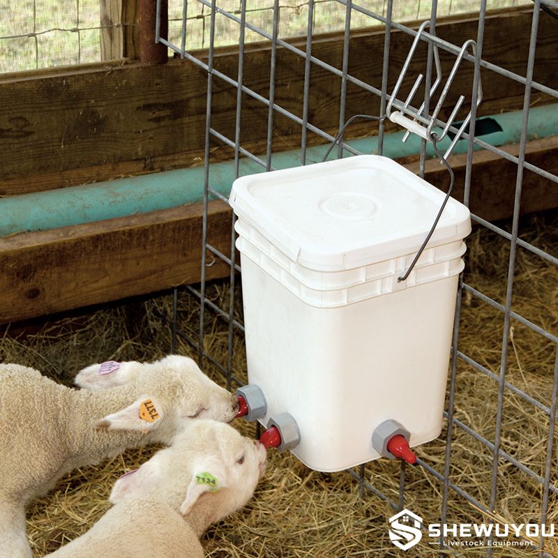 2-teat lamb feeding bucket installed on livestock pen