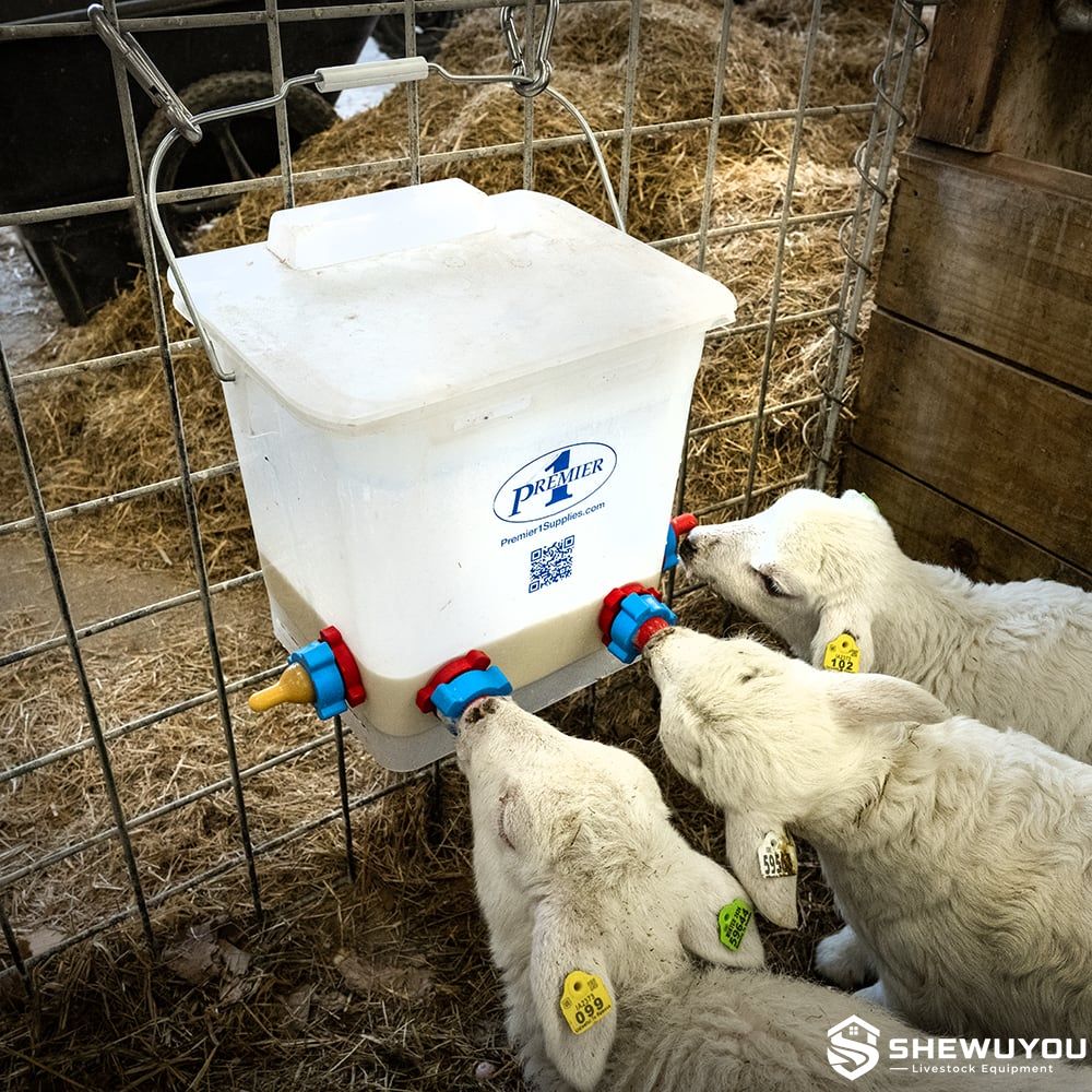 lamb feeding bucket with teat units on farm