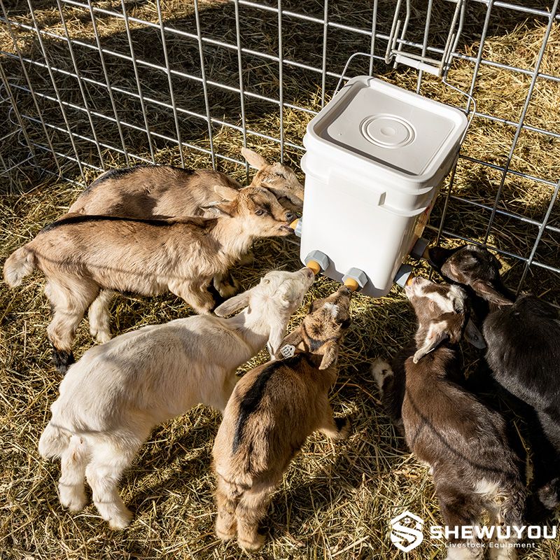 goat kids feeding from multi-teat bucket feeder