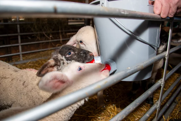 lambs drinking from multi-teat feeding bucket