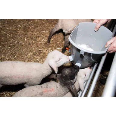 lambs drinking milk from feeding bucket