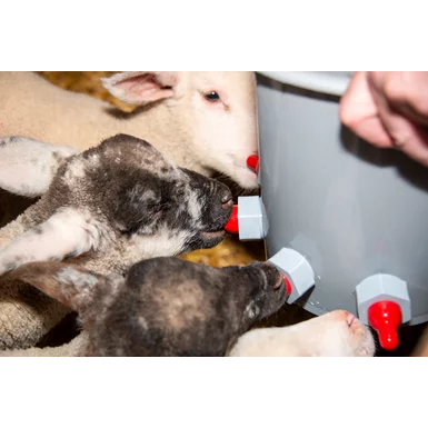 lambs nursing from multi-teat milk bucket