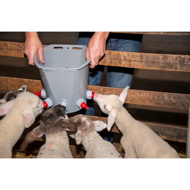 lambs drinking from multi-teat feeding bucket