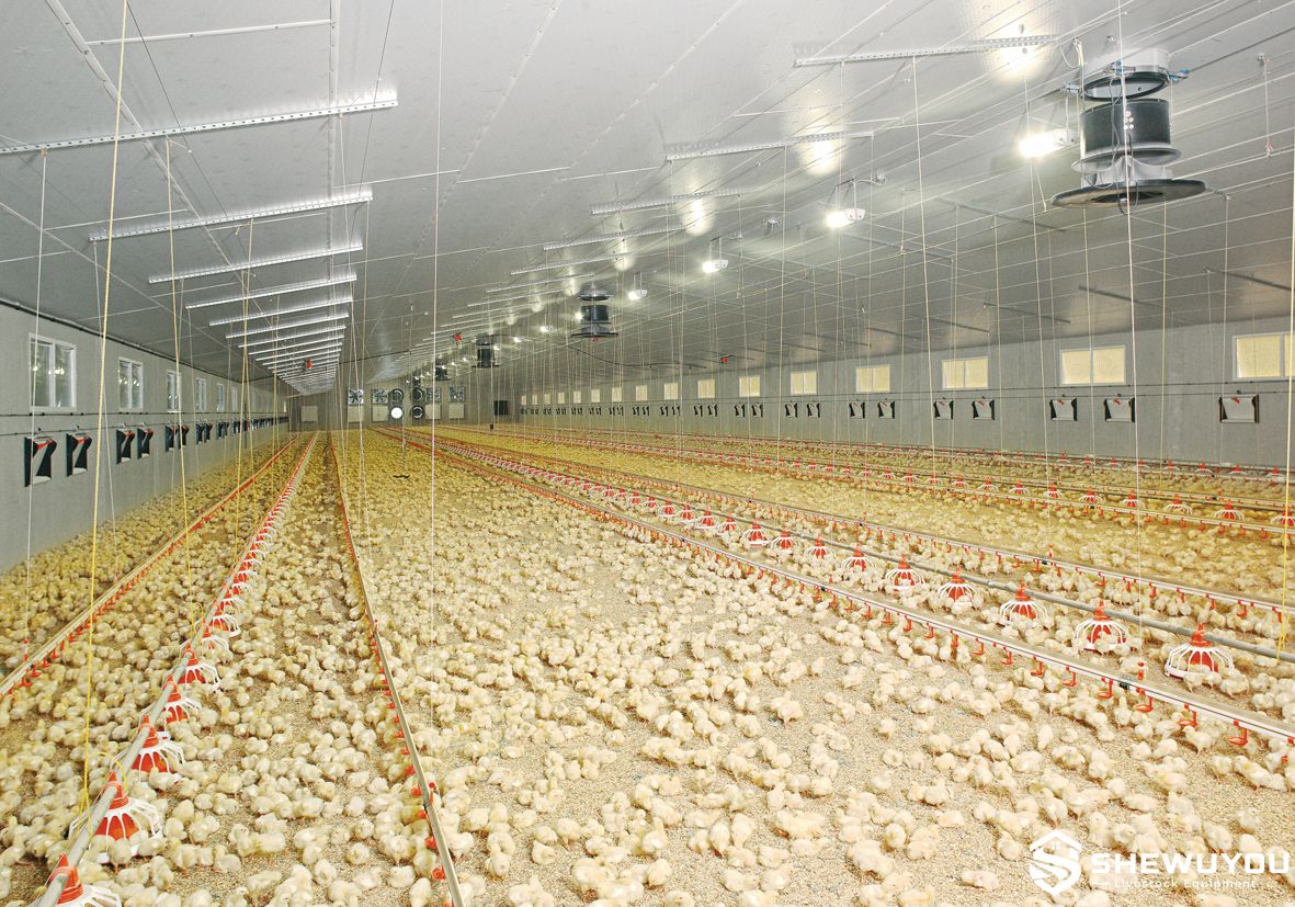 automatic nipple drinking lines in commercial broiler house