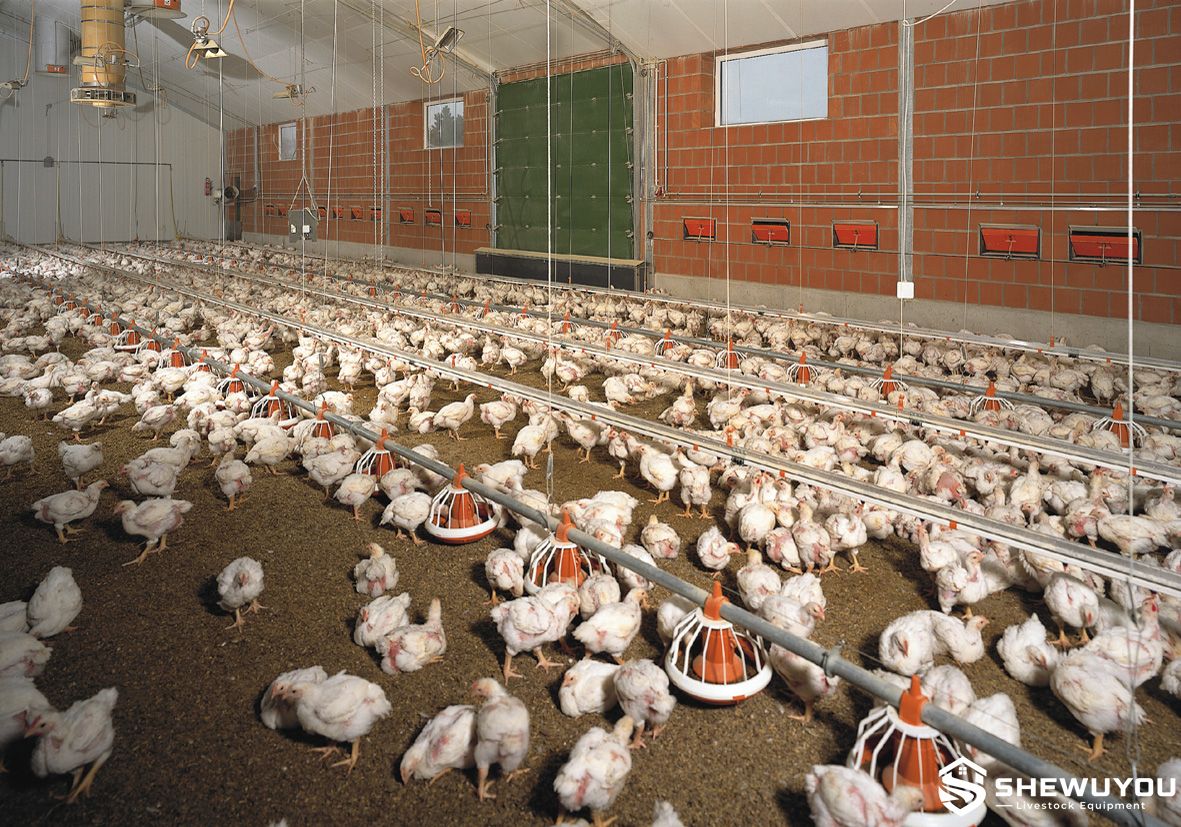 commercial poultry nipple water lines and feeding equipment