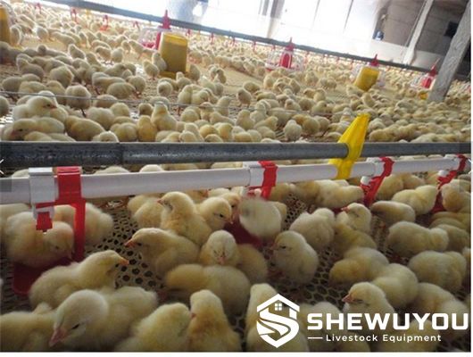 broiler chicks using automatic nipple drinking system